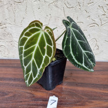 Load image into Gallery viewer, #7 Dark Anthurium Crystallinum x