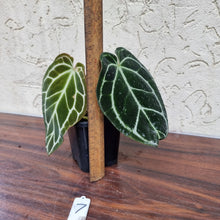 Load image into Gallery viewer, #7 Dark Anthurium Crystallinum x