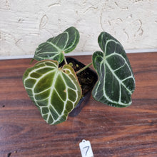 Load image into Gallery viewer, #7 Dark Anthurium Crystallinum x