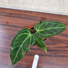 Load image into Gallery viewer, #41 Anthurium Magnificum Hybrid x