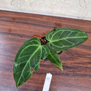 #41 Anthurium Magnificum Hybrid x
