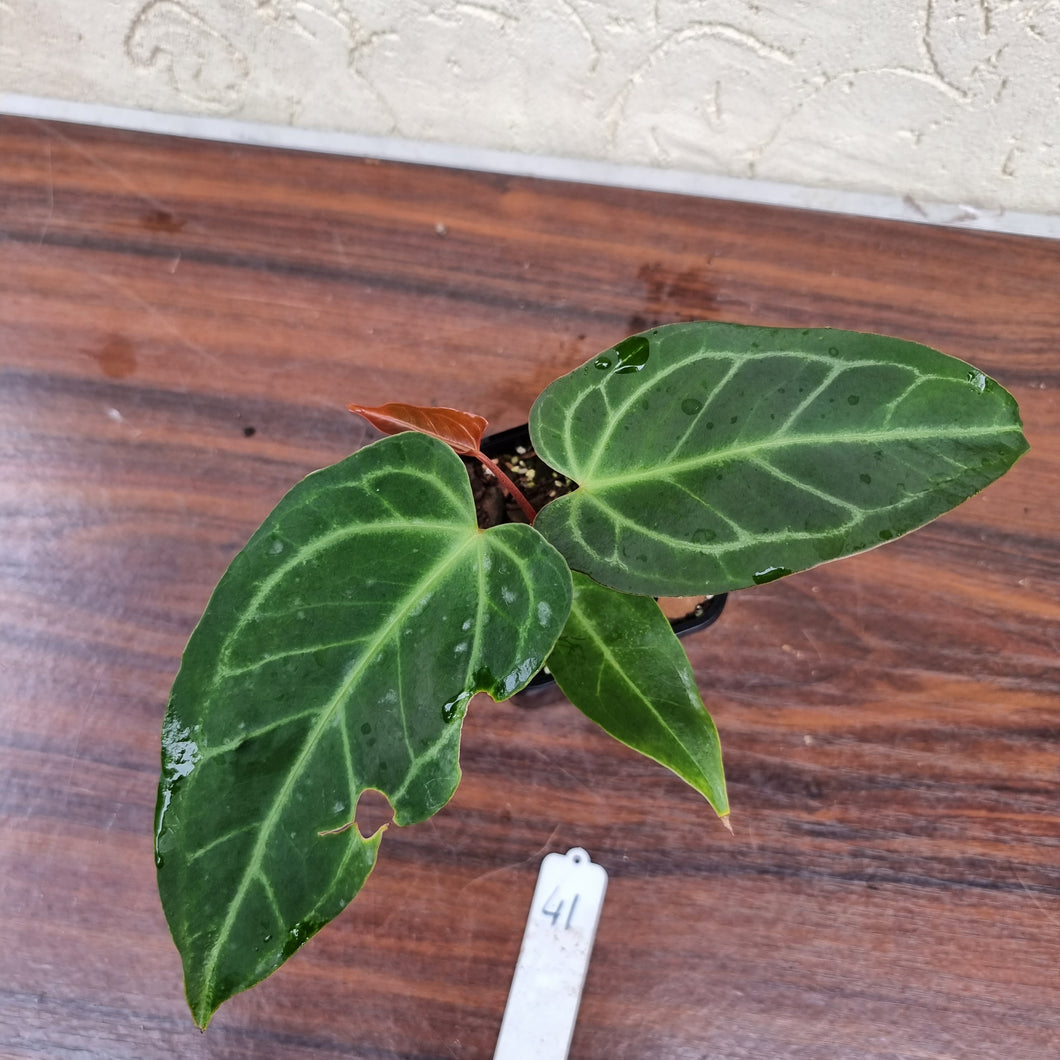 #41 Anthurium Magnificum Hybrid x
