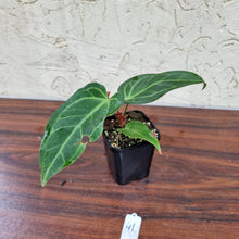 Load image into Gallery viewer, #41 Anthurium Magnificum Hybrid x