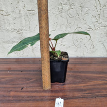 Load image into Gallery viewer, #41 Anthurium Magnificum Hybrid x