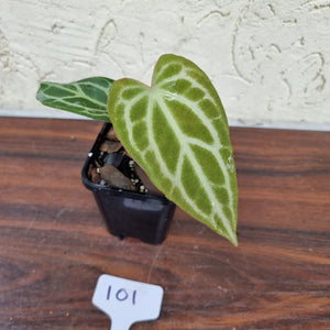 #101 Anthurium Magnificum Hybrid x