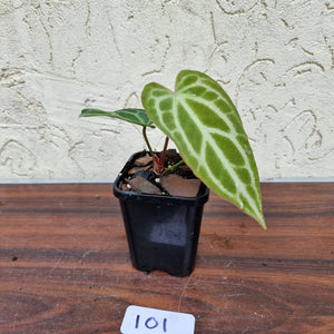 #101 Anthurium Magnificum Hybrid x