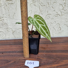 Load image into Gallery viewer, #101 Anthurium Magnificum Hybrid x