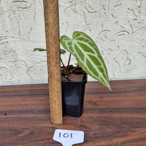 #101 Anthurium Magnificum Hybrid x