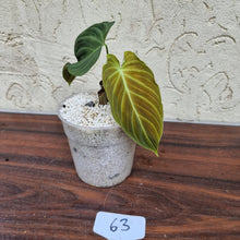 Load image into Gallery viewer, #63 Philodendron Splendid (Melanochrysum x Verrucosum)  - Rooted/shot cutting