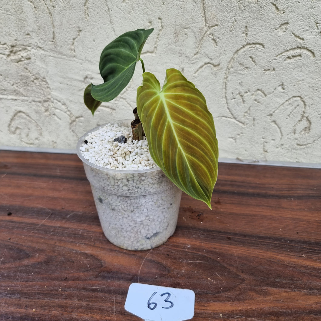 #63 Philodendron Splendid (Melanochrysum x Verrucosum)  - Rooted/shot cutting