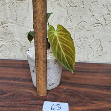 Load image into Gallery viewer, #63 Philodendron Splendid (Melanochrysum x Verrucosum)  - Rooted/shot cutting