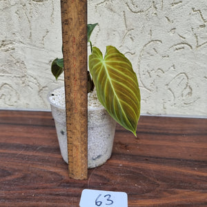 #63 Philodendron Splendid (Melanochrysum x Verrucosum)  - Rooted/shot cutting
