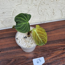 Load image into Gallery viewer, #63 Philodendron Splendid (Melanochrysum x Verrucosum)  - Rooted/shot cutting
