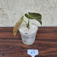 Load image into Gallery viewer, #63 Philodendron Splendid (Melanochrysum x Verrucosum)  - Rooted/shot cutting