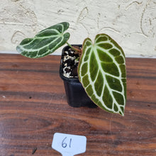 Load image into Gallery viewer, #61 Dark Anthurium Crystallinum x
