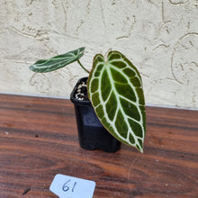 Load image into Gallery viewer, #61 Dark Anthurium Crystallinum x