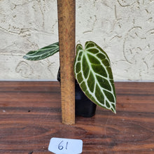 Load image into Gallery viewer, #61 Dark Anthurium Crystallinum x
