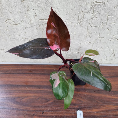 #48 Philodendron Pink Princess