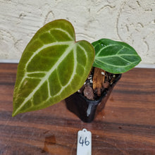 Load image into Gallery viewer, #46 Anthurium Magnificum Hybrid x