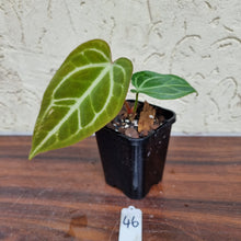Load image into Gallery viewer, #46 Anthurium Magnificum Hybrid x