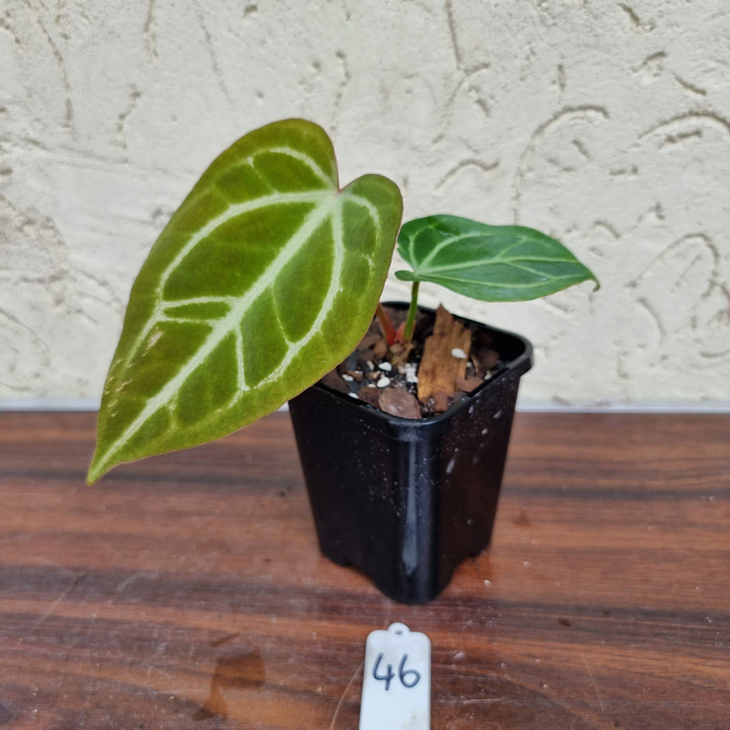 #46 Anthurium Magnificum Hybrid x