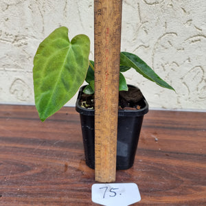 #75 Dark Anthurium Complex hybrid - 2 x heads