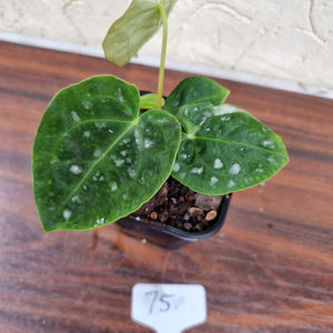 #75 Dark Anthurium Complex hybrid - 2 x heads