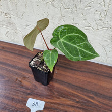 Load image into Gallery viewer, #38 Anthurium Magnificum Hybrid x