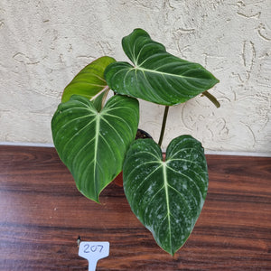 #207 Philodendron Gloriosum -  2 x heads