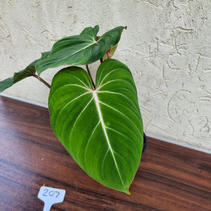 #207 Philodendron Gloriosum -  2 x heads