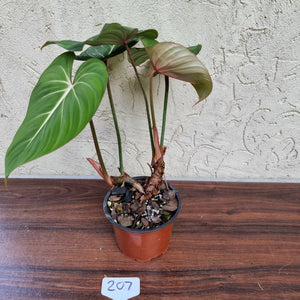 #207 Philodendron Gloriosum -  2 x heads