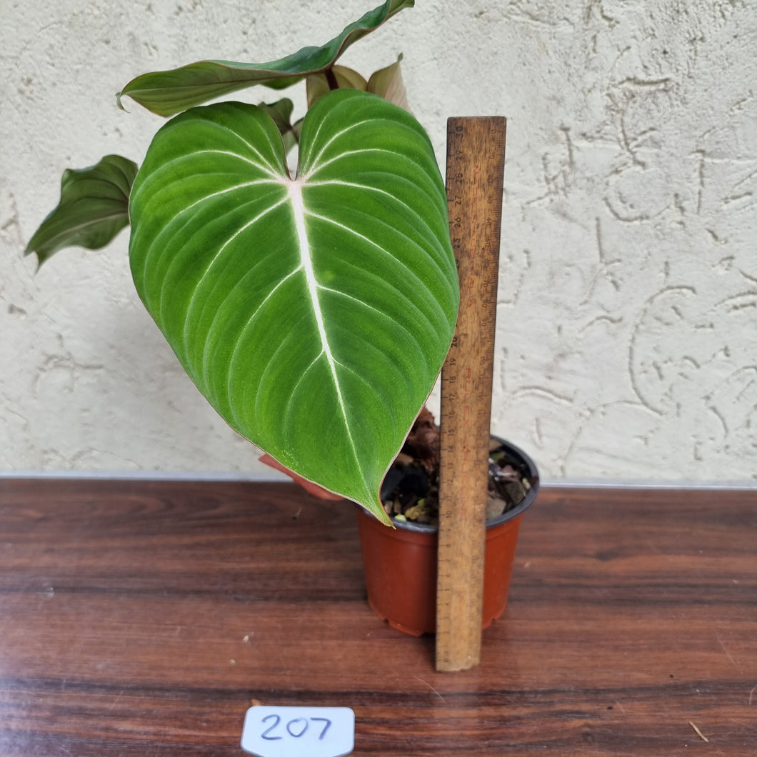 #207 Philodendron Gloriosum -  2 x heads