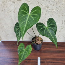 Load image into Gallery viewer, #39 Anthurium Leuconeurum - Flowering Maturity