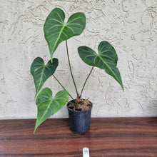 Load image into Gallery viewer, #39 Anthurium Leuconeurum - Flowering Maturity