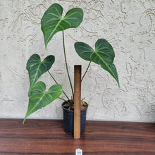 Load image into Gallery viewer, #39 Anthurium Leuconeurum - Flowering Maturity