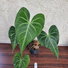 Load image into Gallery viewer, #39 Anthurium Leuconeurum - Flowering Maturity