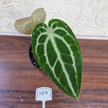 Load image into Gallery viewer, #103 Anthurium Magnificum Hybrid x