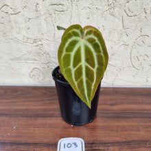 Load image into Gallery viewer, #103 Anthurium Magnificum Hybrid x