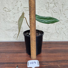 Load image into Gallery viewer, #103 Anthurium Magnificum Hybrid x