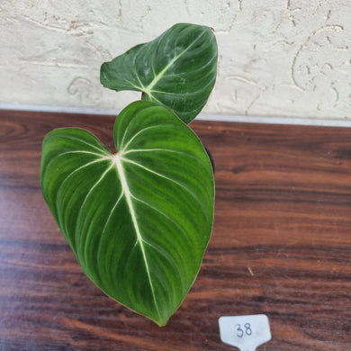 #38 Philodendron Gloriosum