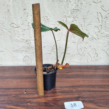 Load image into Gallery viewer, #38 Philodendron Gloriosum
