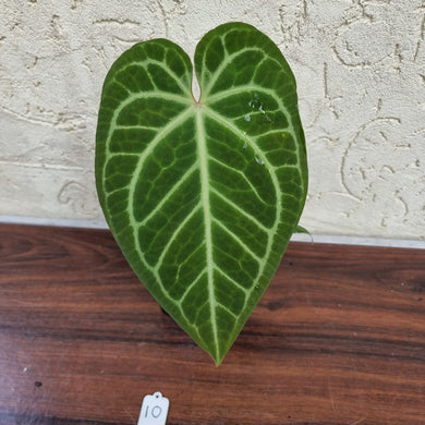 #10 Anthurium Magnificum Hybrid x