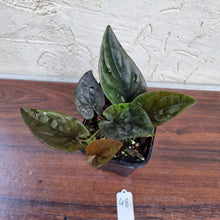 Load image into Gallery viewer, #48 Syngonium Erythrophyllum