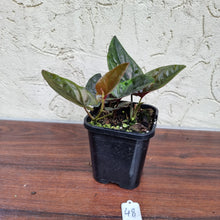 Load image into Gallery viewer, #48 Syngonium Erythrophyllum
