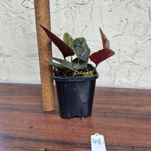 Load image into Gallery viewer, #48 Syngonium Erythrophyllum