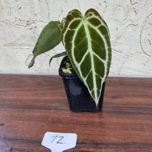 Load image into Gallery viewer, #72 Dark Anthurium Crystallinum x