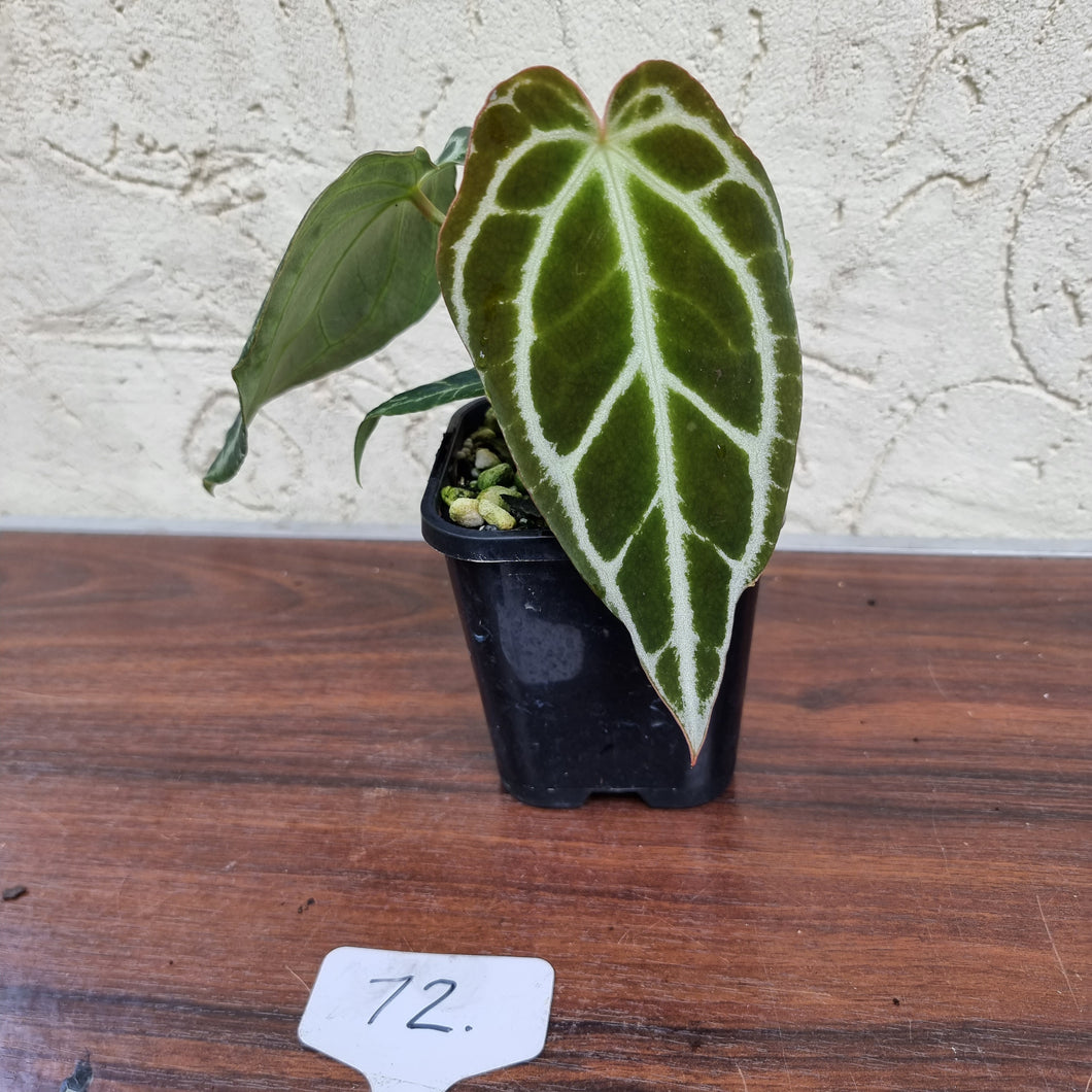 #72 Dark Anthurium Crystallinum x