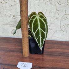 Load image into Gallery viewer, #72 Dark Anthurium Crystallinum x
