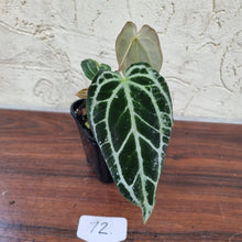 Load image into Gallery viewer, #72 Dark Anthurium Crystallinum x