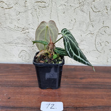 Load image into Gallery viewer, #72 Dark Anthurium Crystallinum x